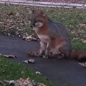 Meet your Posher, Adam